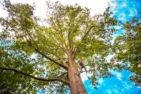 How Our Tree Care Process Works  in  Crane, TX